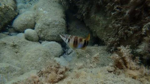 Painted comber (Serranus scriba) undersea, Ligurian Sea Stock Photos
