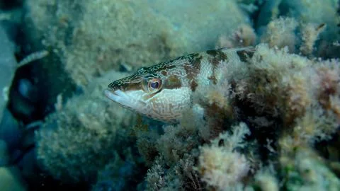 Painted comber (Serranus scriba) undersea, Ligurian Sea Stock Photos