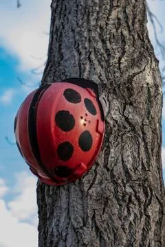 Painted construction helmets in ladybug and hung on poplar Stock Photos