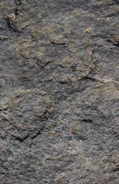 Painted construction helmets in ladybug and hung on poplar Stock Photos