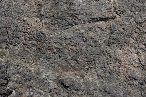 Painted construction helmets in ladybug and hung on poplar Stock Photos