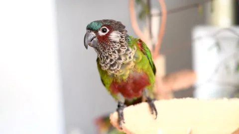 Painted conure stepping on the finger of his human friend to take food Stock Footage 130849063