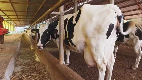 Painted cow 스톡 동영상 92596361