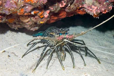 A painted Crayfish Stock Photos