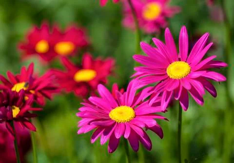 Painted daisies Stock Photos