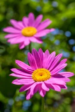 Painted daisies Stock Photos