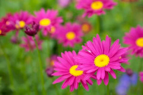 Painted daisy Stock Photos