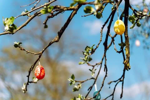 Painted decorative Easter eggs hung on tree branches for Easter celebration Stock Photos