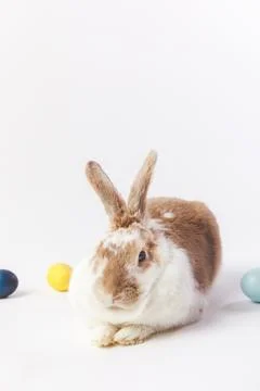 Painted different colors eggs bunny Stock Photos