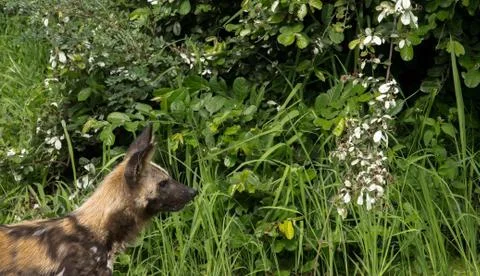 Painted dog Stock Photos