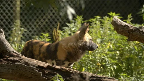 Painted Dog standing by log staring Stock Footage 163178645