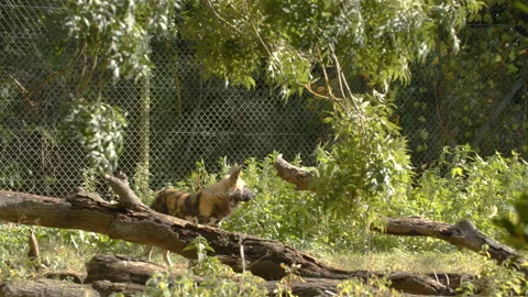 Painted Dog standing by log in windy weather Stock Footage 163178239
