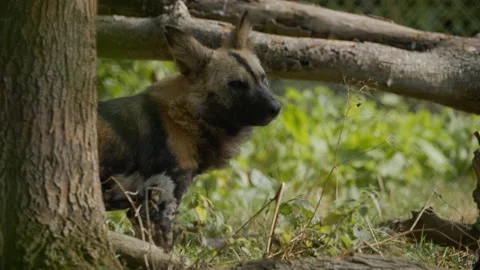 Painted Dog standing by tree (Close up) Stock Footage 163179646