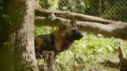 Painted Dog standing by tree Stock Footage 163179479