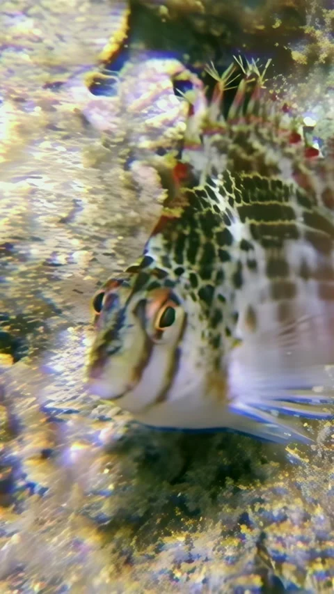 Painted dragonet stares back at the camera in the south china sea Stock Footage 314299355