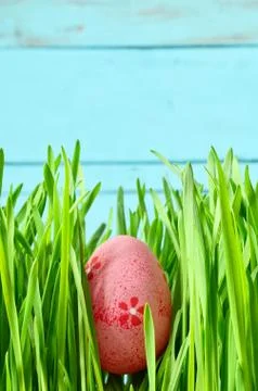 Painted Easter egg in a green grass on a meadow. Stock Photos