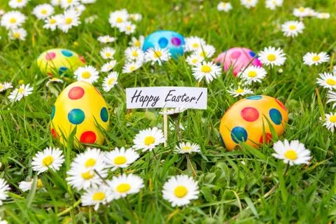 Painted Easter eggs in grass with flowering  daisies Stock Photos