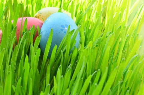 Painted Easter eggs in a green grass on a meadow. Stock Photos