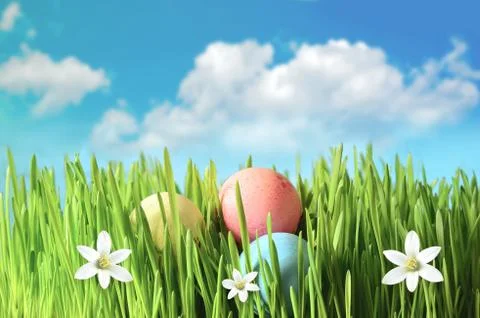 Painted Easter eggs in a green grass on a meadow and flowers. Stock Photos