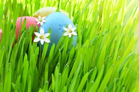 Painted Easter eggs in a green grass on a meadow and flowers. Stock Photos