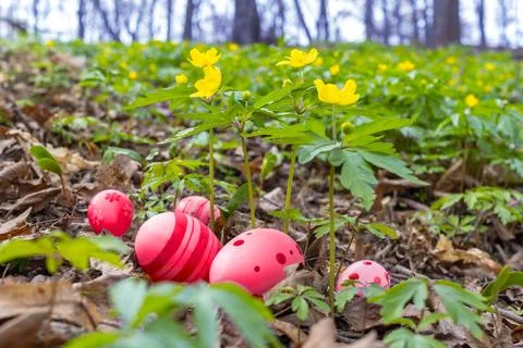 Painted Easter eggs hidden among first spring forest flowers Stock Photos