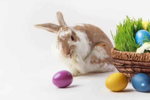 Painted eggs bunny basket grass Stock Photos