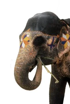 Painted elephant Stock Photos