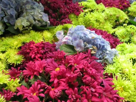 Painted flowers Stock Photos