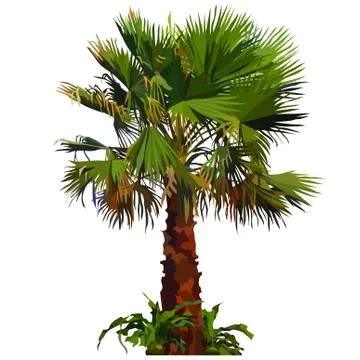 Painted fluffy palm tree with grass bushes at the base Stock Illustration