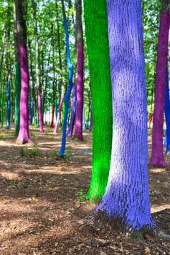 Painted forest in Gorj county, Romania Stock Photos