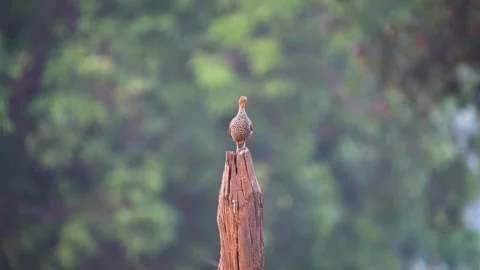 Painted francolin on the bark of a dead tree in Kanha national park Stock Footage 337239098