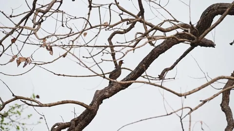 Painted francolin on a dry tree in the dusk at Kanha national park Stock Footage 275342832