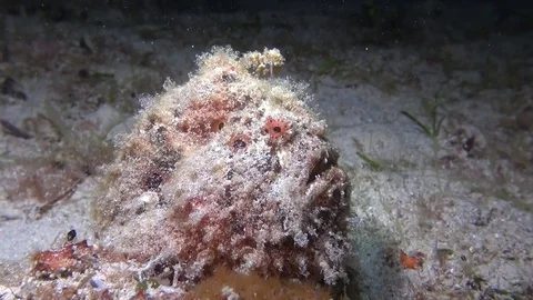 Painted frog fish Stock Footage 123512290