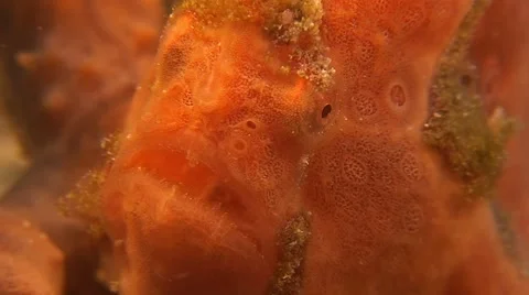 Painted Frogfish Stock Footage 50811925