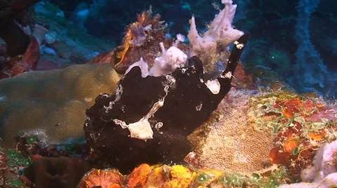 Painted Frogfish Stock Footage 50883760
