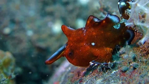 Painted frogfish Stock Footage