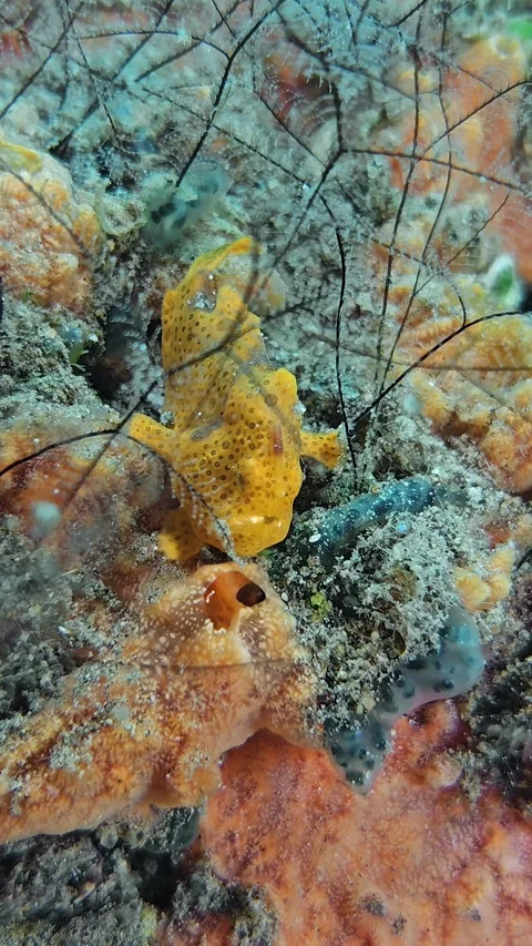 Painted Frogfish Stock Footage 340301589