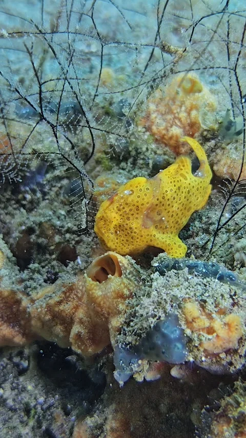Painted frogfish Stock Footage 341298969
