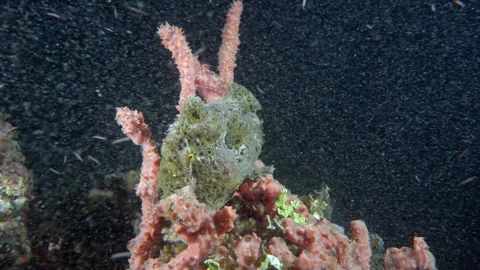 Painted Frogfish Stock Footage 343031996