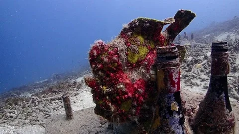 Painted frogfish L HD Stock Footage 147240158