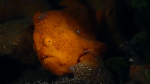 Painted frogfish snooted 001 Stock Footage 62405497