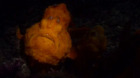 Painted frogfish snooted 002 Stock Footage 62405752