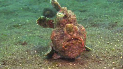 painted frogfish walks towards camera us... | Stock Video | Pond5