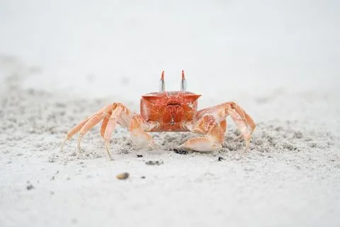 Painted ghost crab in Galapagos, Ocypode gaudichaudii Stock Photos