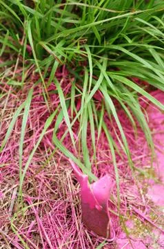 Painted grass Stock Photos