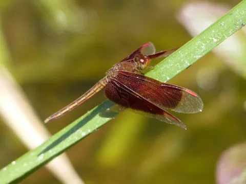 Painted Grasshawk Dragonfly Stock Photos
