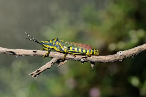 Painted Grasshopper Stock Photos