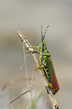 Painted Grasshopper Stock Photos