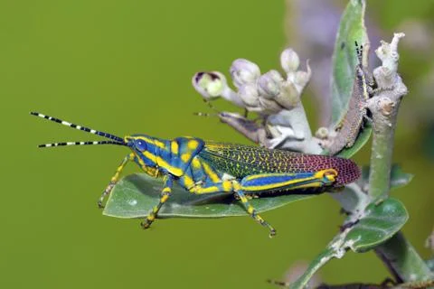 Painted Grasshopper Foto stock