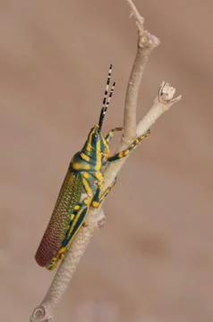 Painted Grasshopper Stock Photos